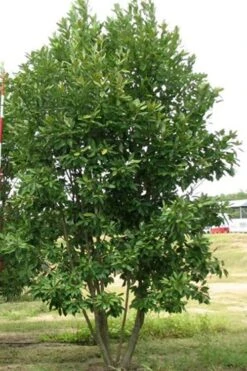 Moonglow Sweetbay Magnolia Tree (Magnolia Virginiana 'Jim Wilson') - 3 Gallon Pot -Best Bush Shop Magnolia Moonglow Sweetbay 6