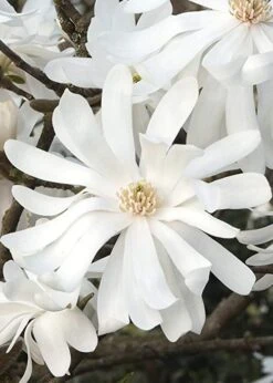 Royal Star Magnolia - 2 Gallon Pot -Best Bush Shop Magnolia Royal Star 10