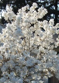 Royal Star Magnolia - 1 Gallon Pot 12 Royal Star Magnolia - 1 Gallon Pot -Best Bush Shop Magnolia Royal Star 11 2