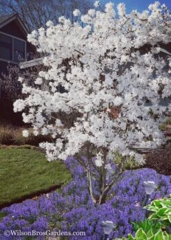 Royal Star Magnolia - 2 Gallon Pot -Best Bush Shop Magnolia Royal Star 12