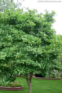 Royal Star Magnolia - 1 Gallon Pot 11 Royal Star Magnolia - 1 Gallon Pot -Best Bush Shop Magnolia Stellata 1 4