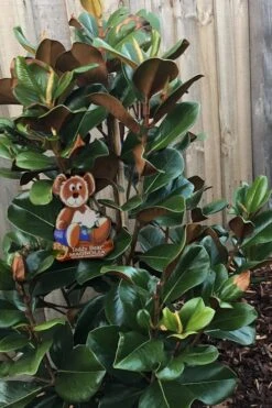Teddy Bear Dwarf Southern Magnolia - 7 Gallon Pot (3-4') 11 Teddy Bear Dwarf Southern Magnolia - 7 Gallon Pot (3-4') -Best Bush Shop Magnolia Teddy Bear 4