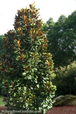 Teddy Bear Dwarf Southern Magnolia - 7 Gallon Pot (3-4') 10 Teddy Bear Dwarf Southern Magnolia - 7 Gallon Pot (3-4') -Best Bush Shop Magnolia Teddy Bear 5