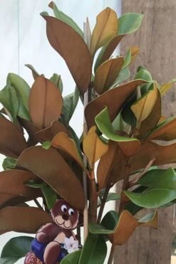 Teddy Bear Dwarf Southern Magnolia - 7 Gallon Pot (3-4') 12 Teddy Bear Dwarf Southern Magnolia - 7 Gallon Pot (3-4') -Best Bush Shop Magnolia Teddy Bear 6