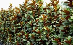 Teddy Bear Dwarf Southern Magnolia - 7 Gallon Pot (3-4') 15 Teddy Bear Dwarf Southern Magnolia - 7 Gallon Pot (3-4') -Best Bush Shop Magnolia Teddy Bear 8