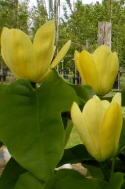 Yellow Bird Magnolia Tulip Tree - 1 Gallon Pot -Best Bush Shop Magnolia Yellow Bird 10 1