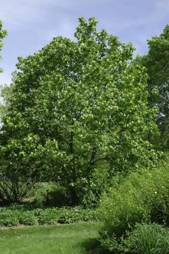 Yellow Bird Magnolia Tulip Tree - 1 Gallon Pot -Best Bush Shop Magnolia Yellow Bird 100 1