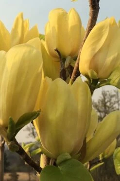 Yellow Bird Magnolia Tulip Tree - 1 Gallon Pot -Best Bush Shop Magnolia Yellow Bird 14 1