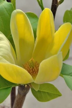 Yellow Bird Magnolia Tulip Tree - 1 Gallon Pot -Best Bush Shop Magnolia Yellow Bird 16 1