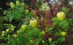 Yellow Bird Magnolia Tulip Tree - 1 Gallon Pot -Best Bush Shop Magnolia Yellow Bird 18 1