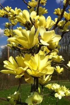 Yellow Bird Magnolia Tulip Tree - 1 Gallon Pot -Best Bush Shop Magnolia Yellow Bird 32 1