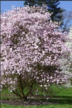 Centennial Blush Star Magnolia - 3 Gallon Pot -Best Bush Shop Magnolia stellata centennial blush 2