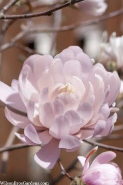 Centennial Blush Star Magnolia - 3 Gallon Pot -Best Bush Shop Magnolia stellata centennial blush 3