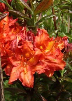 Mary Poppins Azalea (Rhododendron) - 5 Gallon Pot 8 Mary Poppins Azalea (Rhododendron) - 5 Gallon Pot -Best Bush Shop Native Azalea Mary Poppins 5