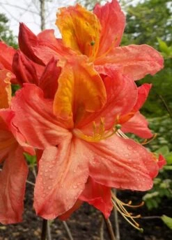 New Products 21 Mary Poppins Azalea (Rhododendron) - 5 Gallon Pot