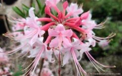 Varnadoes Phlox Pink Native Azalea - Rhododendron Canescens - 3 Gallon Pot 21 Varnadoes Phlox Pink Native Azalea - Rhododendron Canescens - 3 Gallon Pot -Best Bush Shop Native Azalea Phlox Pink 30