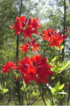 Radiant Red Aromi Azalea (Rhododendron Hybrid) - 2 Gallon Pot 7 Radiant Red Aromi Azalea (Rhododendron Hybrid) - 2 Gallon Pot -Best Bush Shop Native Azalea Radiant Red 6