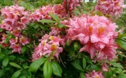 Samford Sorbet Native Azalea (Rhododendron) - 3 Gallon Pot -Best Bush Shop Native Azalea Samford Sorbet 1