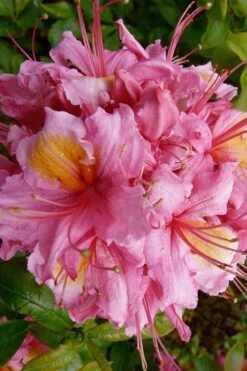 Samford Sorbet Native Azalea (Rhododendron) - 3 Gallon Pot -Best Bush Shop Native Azalea Samford Sorbet 10