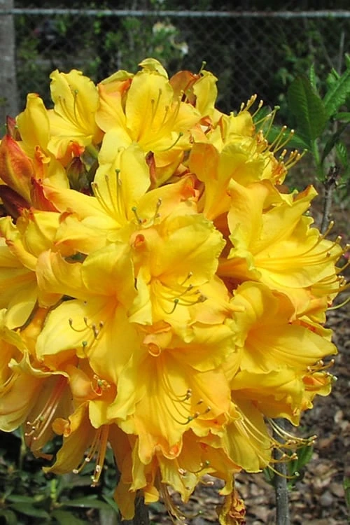 Spring Fanfare Aromi Azalea (Rhododendron Hybrid) - 3 Gallon Pot 1 Spring Fanfare Aromi Azalea (Rhododendron Hybrid) - 3 Gallon Pot