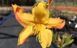 Spring Fanfare Aromi Azalea (Rhododendron Hybrid) - 3 Gallon Pot 7 Spring Fanfare Aromi Azalea (Rhododendron Hybrid) - 3 Gallon Pot -Best Bush Shop Native Azalea Spring Fanfare 3