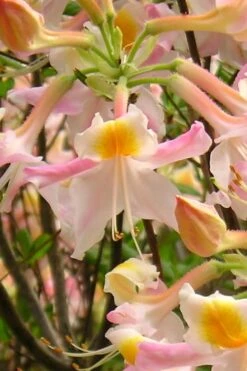 Touch Of Pink Aromi Azalea (Rhododendron Hybrid) - 3 Gallon Pot 12 Touch Of Pink Aromi Azalea (Rhododendron Hybrid) - 3 Gallon Pot -Best Bush Shop Native Azalea Touch Of Pink 2