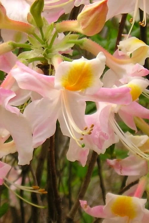 Touch Of Pink Aromi Azalea (Rhododendron Hybrid) - 3 Gallon Pot 1 Touch Of Pink Aromi Azalea (Rhododendron Hybrid) - 3 Gallon Pot