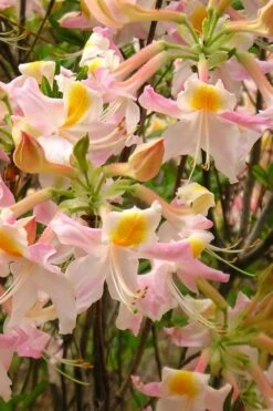 Touch Of Pink Aromi Azalea (Rhododendron Hybrid) - 3 Gallon Pot 10 Touch Of Pink Aromi Azalea (Rhododendron Hybrid) - 3 Gallon Pot -Best Bush Shop Native Azalea Touch Of Pink 4