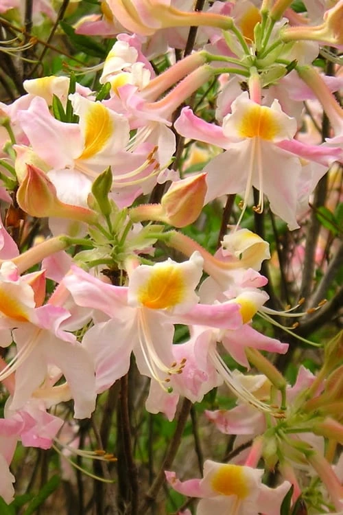 Touch Of Pink Aromi Azalea (Rhododendron Hybrid) - 3 Gallon Pot 4 Touch Of Pink Aromi Azalea (Rhododendron Hybrid) - 3 Gallon Pot - Image 4