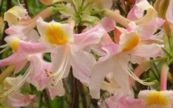 Touch Of Pink Aromi Azalea (Rhododendron Hybrid) - 3 Gallon Pot 13 Touch Of Pink Aromi Azalea (Rhododendron Hybrid) - 3 Gallon Pot -Best Bush Shop Native Azalea Touch Of Pink 5