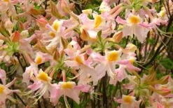 Touch Of Pink Aromi Azalea (Rhododendron Hybrid) - 3 Gallon Pot 11 Touch Of Pink Aromi Azalea (Rhododendron Hybrid) - 3 Gallon Pot -Best Bush Shop Native Azalea Touch Of Pink 7