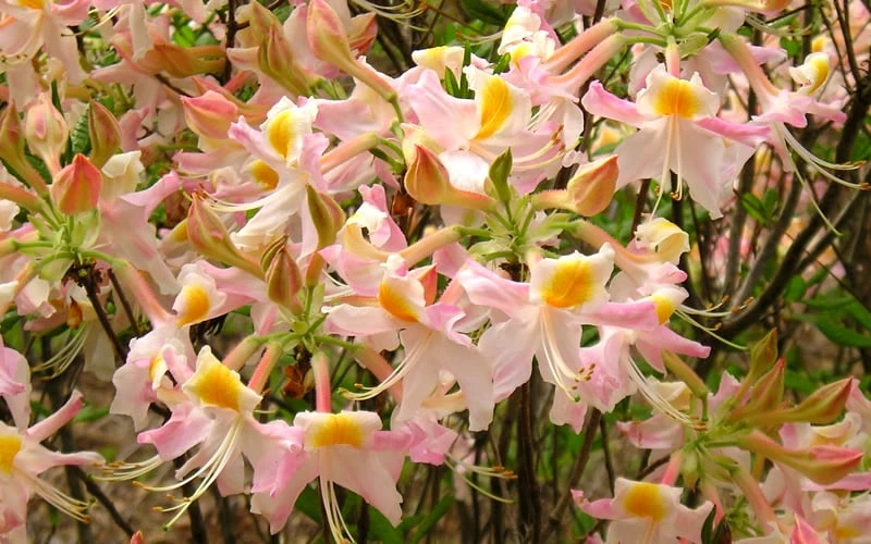 Touch Of Pink Aromi Azalea (Rhododendron Hybrid) - 3 Gallon Pot 5 Touch Of Pink Aromi Azalea (Rhododendron Hybrid) - 3 Gallon Pot - Image 5