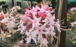 Varnadoes Phlox Pink Native Azalea - Rhododendron Canescens - 3 Gallon Pot 17 Varnadoes Phlox Pink Native Azalea - Rhododendron Canescens - 3 Gallon Pot -Best Bush Shop Native Azalea Varnadoes Pink Phlox 50