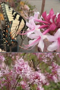 Varnadoes Phlox Pink Native Azalea - Rhododendron Canescens - 3 Gallon Pot 14 Varnadoes Phlox Pink Native Azalea - Rhododendron Canescens - 3 Gallon Pot -Best Bush Shop Native Azalea Varnadoes Pink Phlox 55