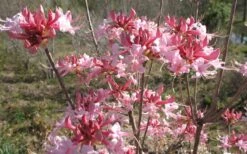 Varnadoes Phlox Pink Native Azalea - Rhododendron Canescens - 3 Gallon Pot 16 Varnadoes Phlox Pink Native Azalea - Rhododendron Canescens - 3 Gallon Pot -Best Bush Shop Native Azalea Varnadoes pink Blooms 3