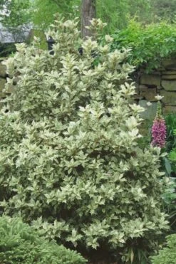 Goshiki Osmanthus (Variegated False Holly) - 2 Gallon Pot 9 Goshiki Osmanthus (Variegated False Holly) - 2 Gallon Pot -Best Bush Shop Osmanthus Goshiki 20 3