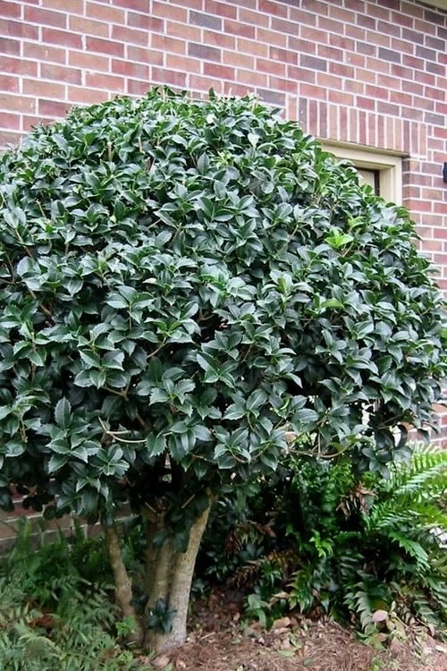 San Jose Fortune's Tea Olive Osmanthus - 3 Gallon Pot 4 San Jose Fortune's Tea Olive Osmanthus - 3 Gallon Pot - Image 4