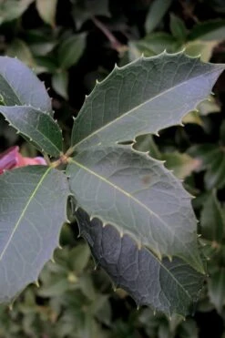 San Jose Fortune's Tea Olive Osmanthus - 3 Gallon Pot 10 San Jose Fortune's Tea Olive Osmanthus - 3 Gallon Pot -Best Bush Shop Osmanthus San Jose Tea Olive 3