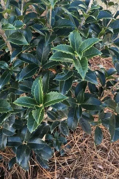 San Jose Fortune's Tea Olive Osmanthus - 3 Gallon Pot 6 San Jose Fortune's Tea Olive Osmanthus - 3 Gallon Pot - Image 6