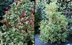 Fragrant Variegated Tea Olive - Osmanthus Heterophyllus 'Variegatus' - 3 Gallon Pot -Best Bush Shop Osmanthus Variegated False Holly 2