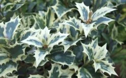Fragrant Variegated Tea Olive - Osmanthus Heterophyllus 'Variegatus' - 3 Gallon Pot -Best Bush Shop Osmanthus Variegated False Holly Leaves