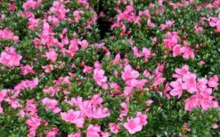 Chinzan Dwarf Azalea - 3 Gallon Pot -Best Bush Shop Picture Azalea Chinzan 1
