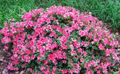 Chinzan Dwarf Azalea - 3 Gallon Pot -Best Bush Shop Picture Azalea Chinzan 2 1
