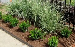 Baby Gem Boxwood - 6 Pack Of 1 Gallon Pots 12 Baby Gem Boxwood - 6 Pack Of 1 Gallon Pots -Best Bush Shop Picture Boxwood Baby Gem Edger 3