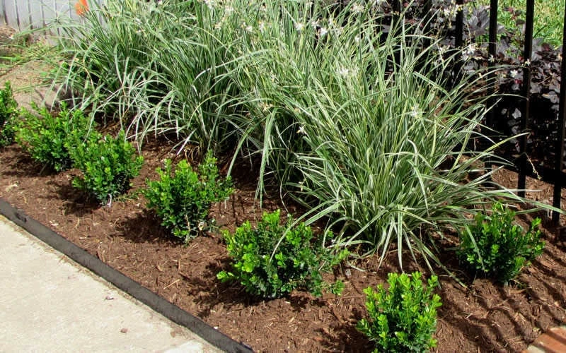 Baby Gem Boxwood - 2 Gallon Pot 5 Baby Gem Boxwood - 2 Gallon Pot - Image 5