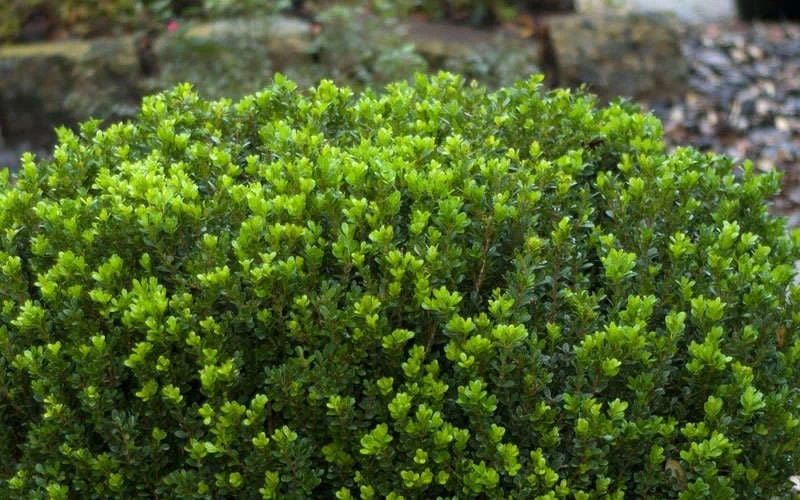 Baby Gem Boxwood - 7 Gallon Pot 7 Baby Gem Boxwood - 7 Gallon Pot - Image 7