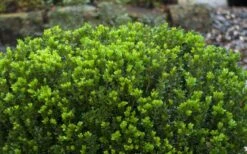 Baby Gem Boxwood - 6 Pack Of 1 Gallon Pots 14 Baby Gem Boxwood - 6 Pack Of 1 Gallon Pots -Best Bush Shop Picture Boxwood Baby Gem Leaves 3