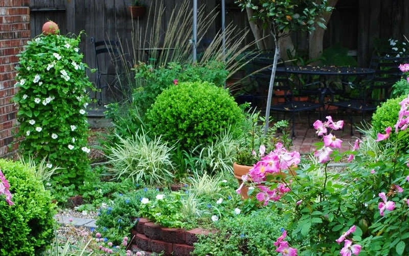 Baby Gem Boxwood - 3 Gallon Pot 8 Baby Gem Boxwood - 3 Gallon Pot - Image 8