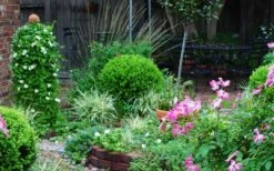 Baby Gem Boxwood - 6 Pack Of 1 Gallon Pots 15 Baby Gem Boxwood - 6 Pack Of 1 Gallon Pots -Best Bush Shop Picture Boxwood Baby Gem Specimen 3