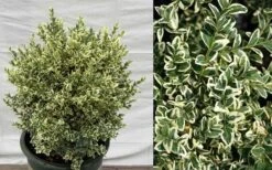 Dwarf Variegated Boxwood - 3 Gallon Pot 10 Dwarf Variegated Boxwood - 3 Gallon Pot -Best Bush Shop Picture Boxwood Dwarf Variegated 2